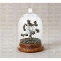 Pyrite Dome Tree