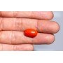 Natural Red Coral 11.77 Carat