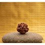 Natural Nirakar(Zero) Mukhi Rudraksha (Nepali)