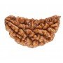 Natural 1 Mukhi Rudraksha 