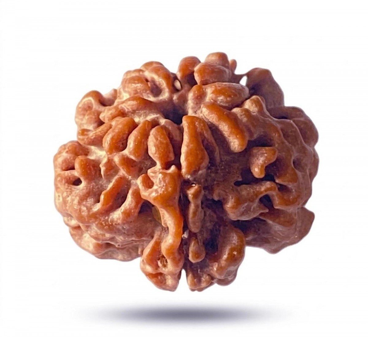 Natural 1 Mukhi Rudraksha Nepali