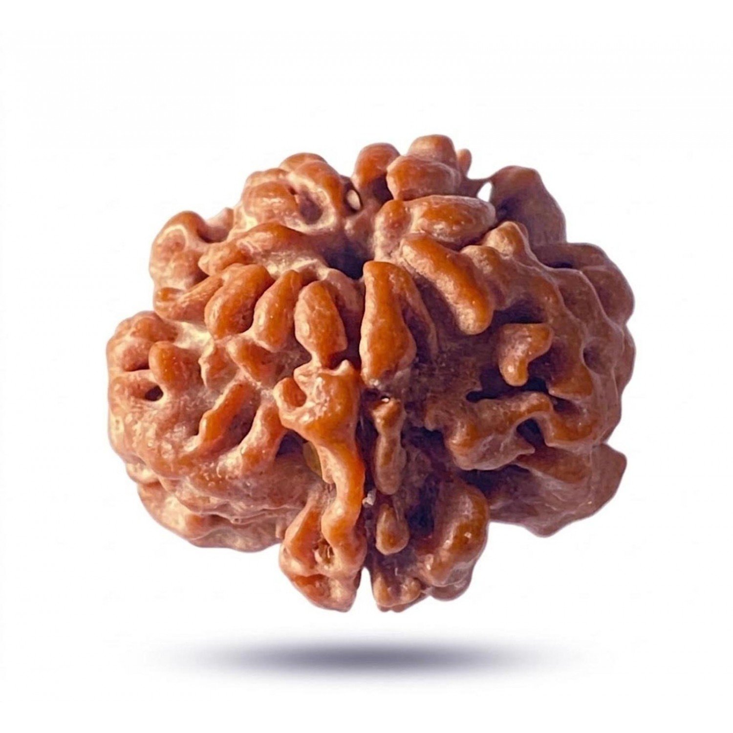 Natural 1 Mukhi Rudraksha Nepali