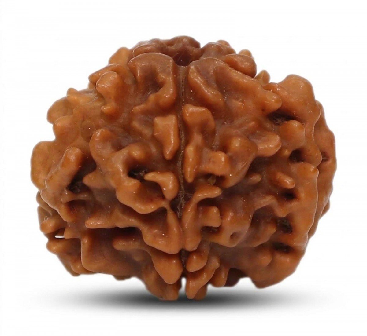 Natural 1 Mukhi Rudraksha Nepali