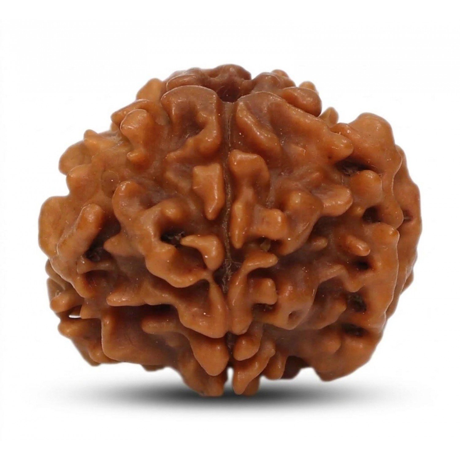 Natural 1 Mukhi Rudraksha Nepali