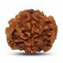 Natural 1 Mukhi Rudraksha Nepali