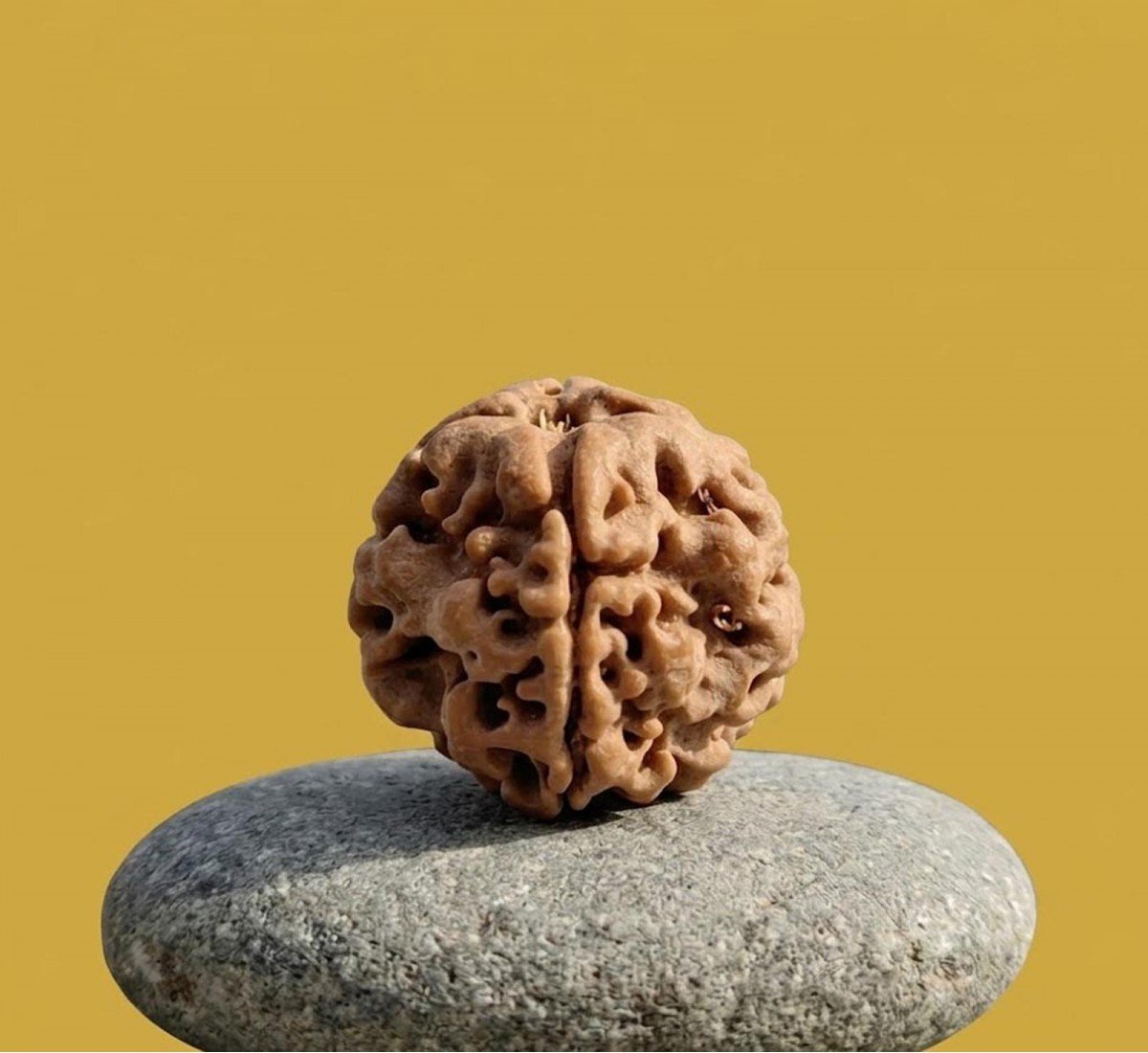 Natural 1 Mukhi Rudraksha Nepali