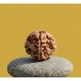 Natural 1 Mukhi Rudraksha Nepali