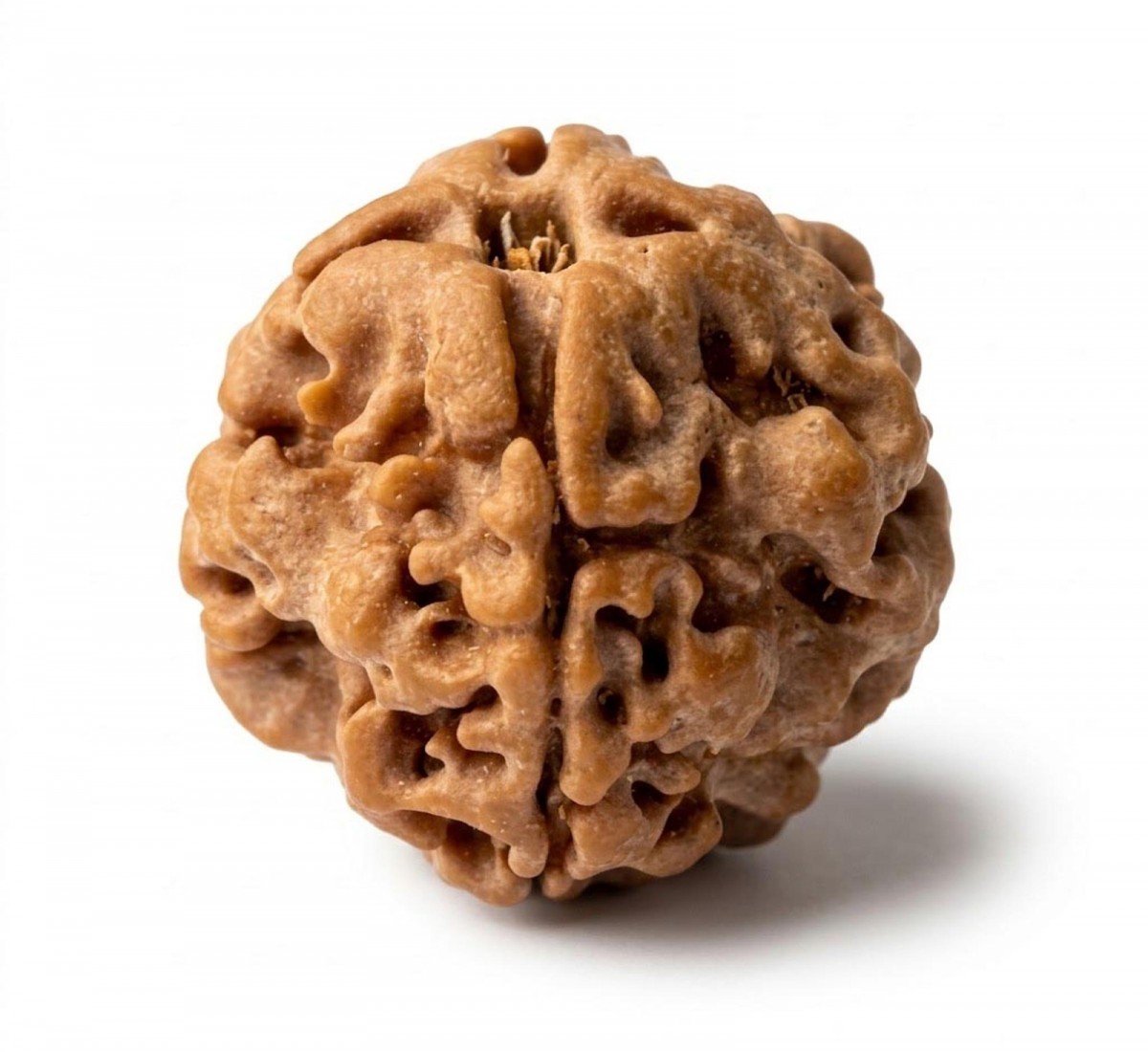Natural 1 Mukhi Rudraksha Nepali