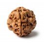 Natural 1 Mukhi Rudraksha Nepali