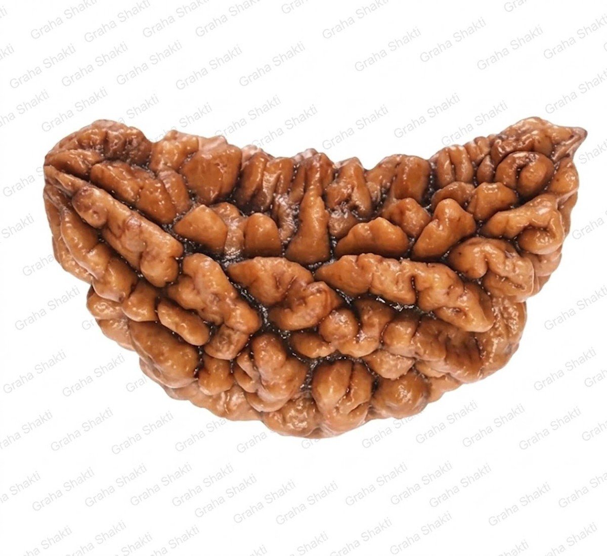 Natural 1 Mukhi Rudraksha 
