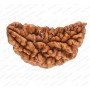 Natural 1 Mukhi Rudraksha 