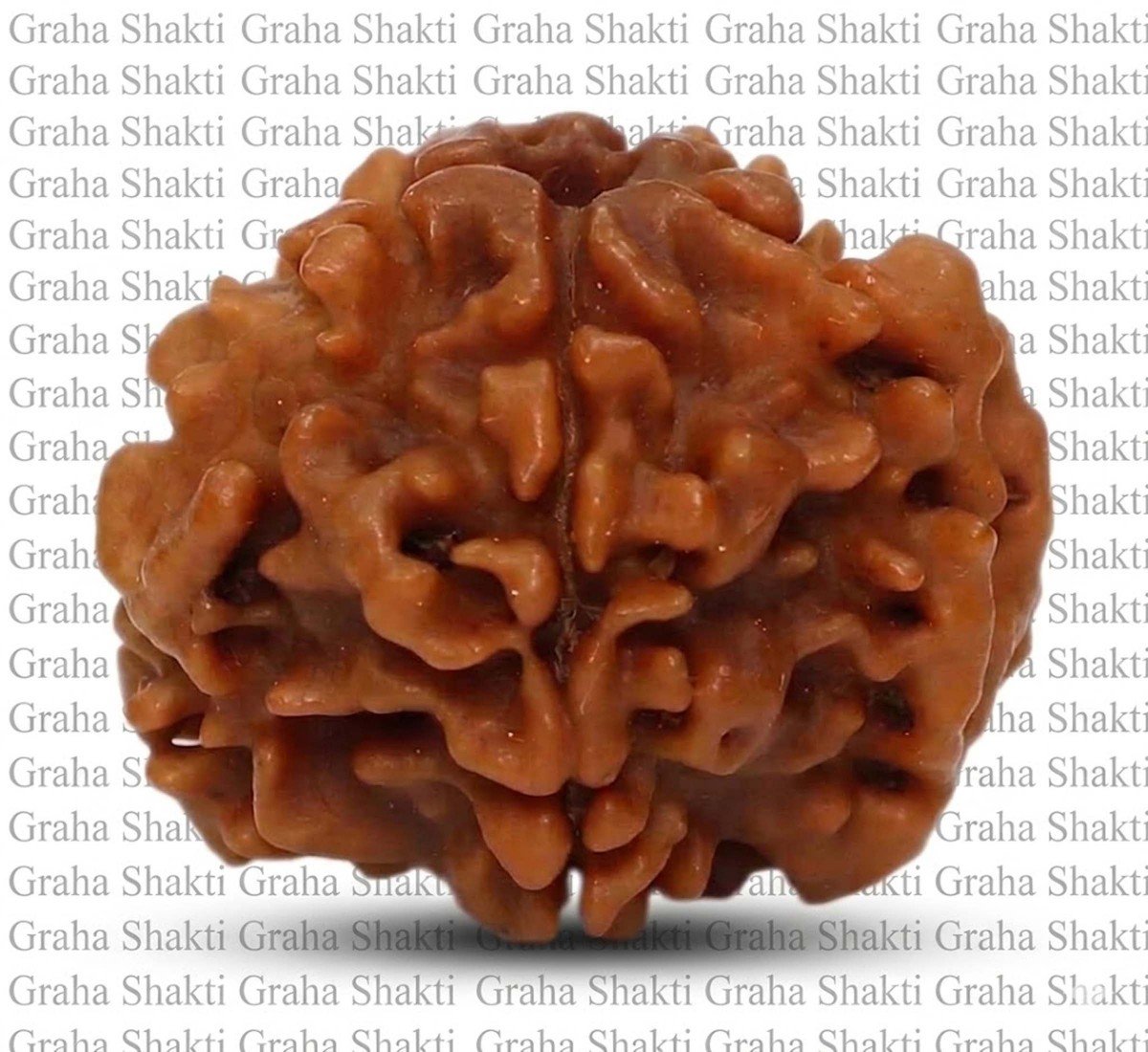 Natural 1 Mukhi Rudraksha 