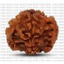 Natural 1 Mukhi Rudraksha 