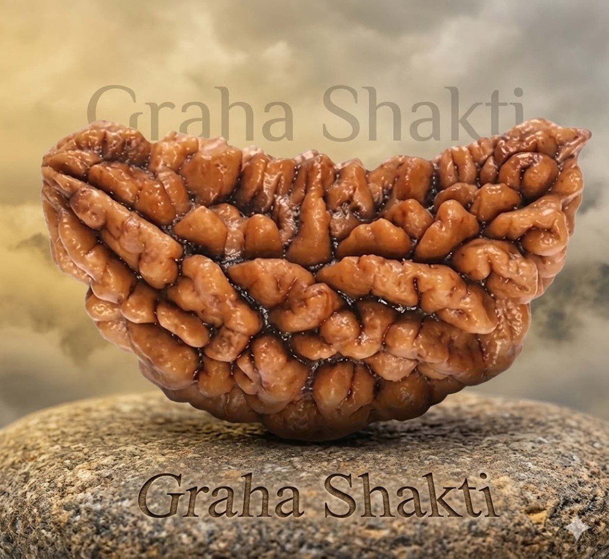 Natural 1 Mukhi Rudraksha 