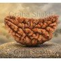 Natural 1 Mukhi Rudraksha 