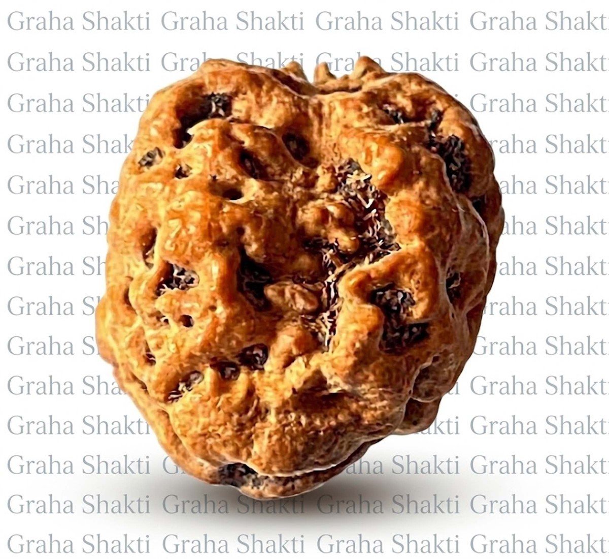 Natural 2 Mukhi Rudraksha 