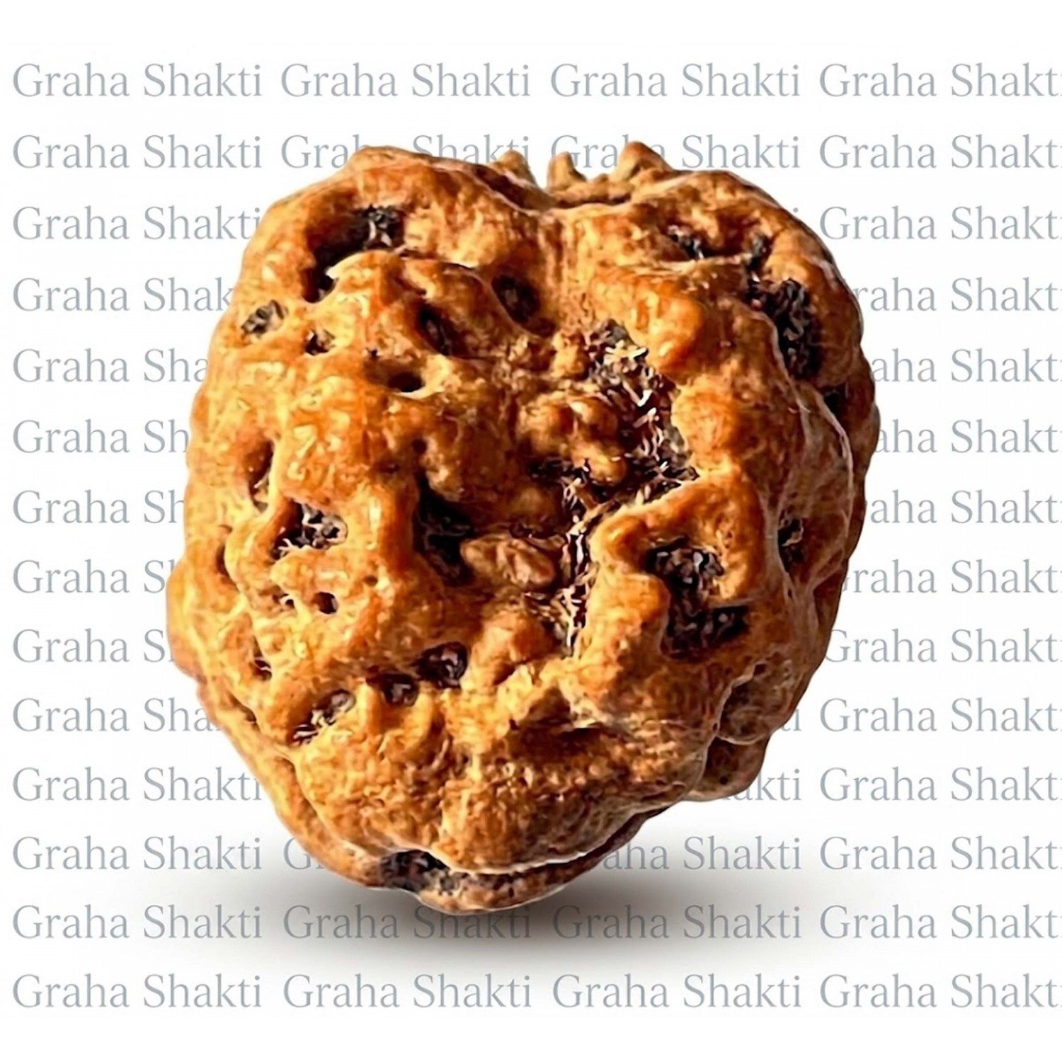 Natural 2 Mukhi Rudraksha 