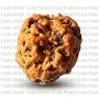 Natural 2 Mukhi Rudraksha 