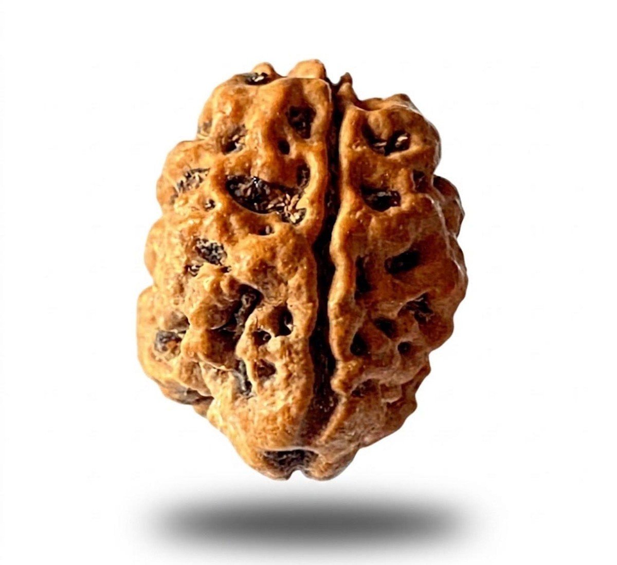 Natural 2 Mukhi Rudraksha 