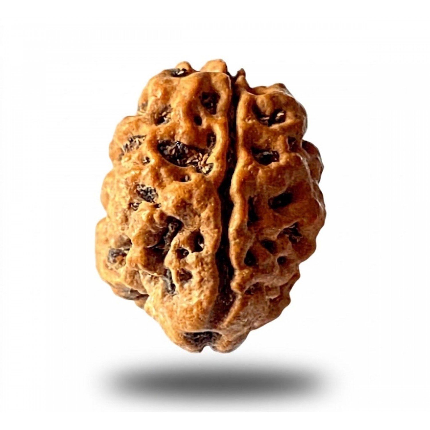 Natural 2 Mukhi Rudraksha 