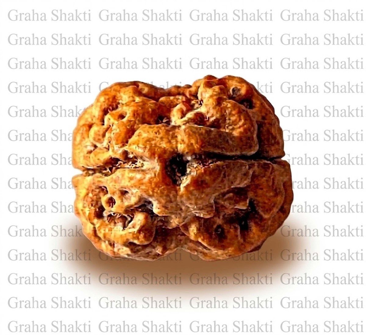 Natural 2 Mukhi Rudraksha 
