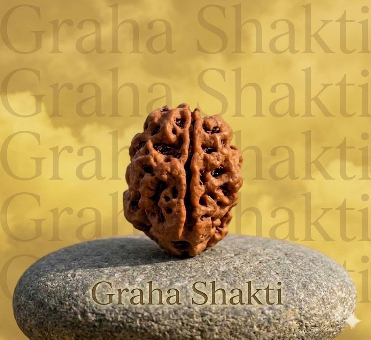 Natural 2 Mukhi Rudraksha 
