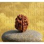 Natural 2 Mukhi Rudraksha 