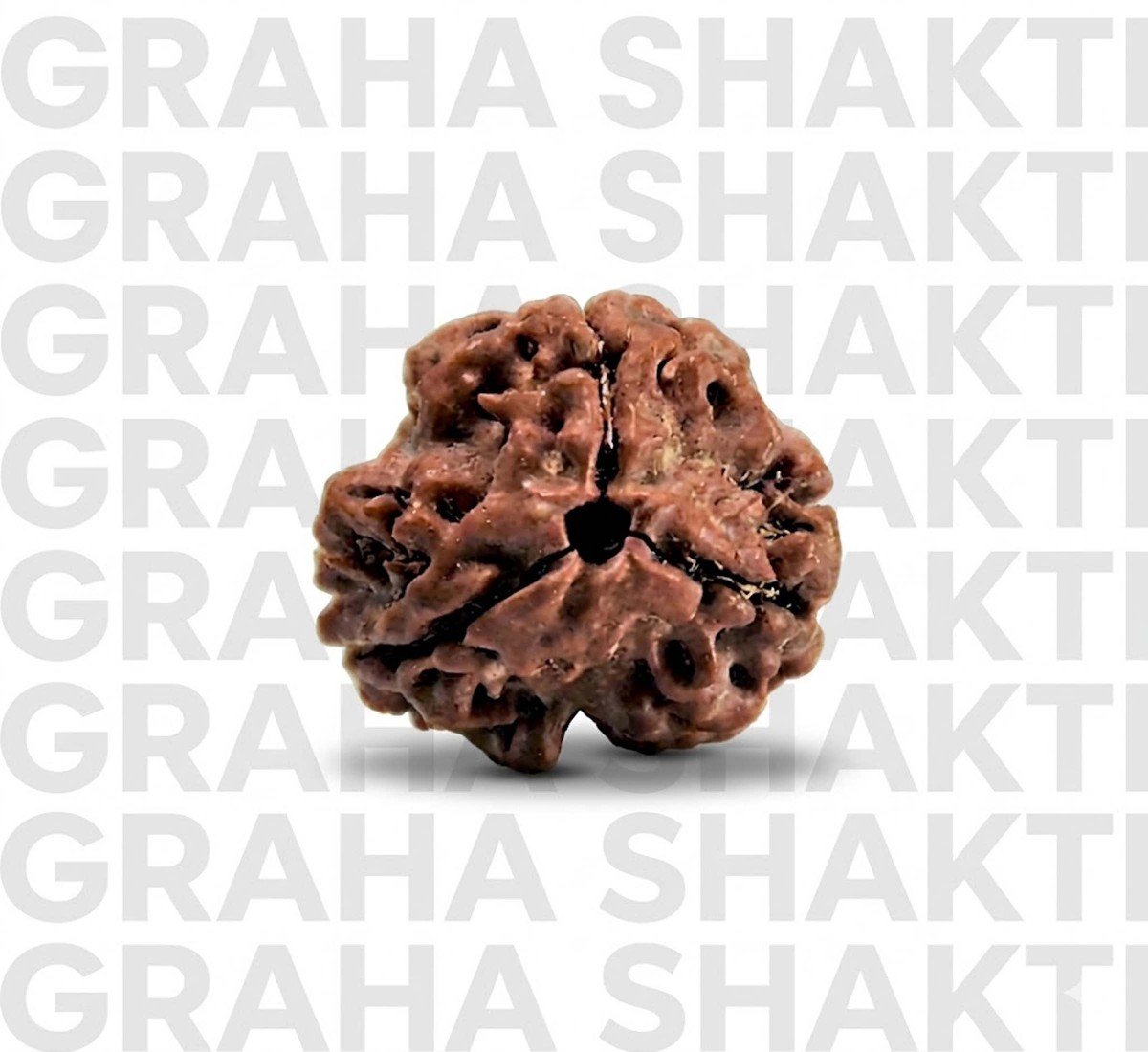 Natural 3 Mukhi Rudraksha  