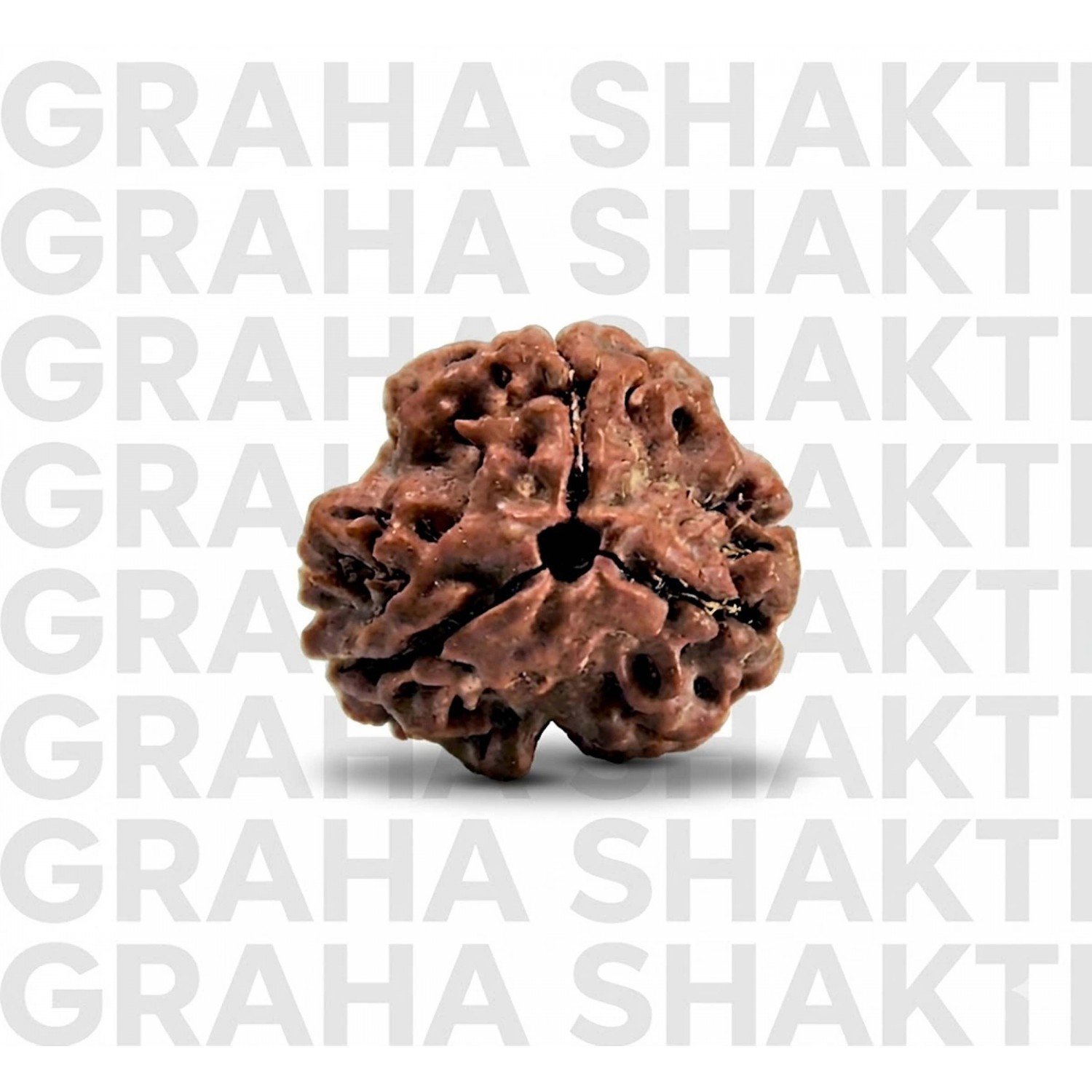 Natural 3 Mukhi Rudraksha  