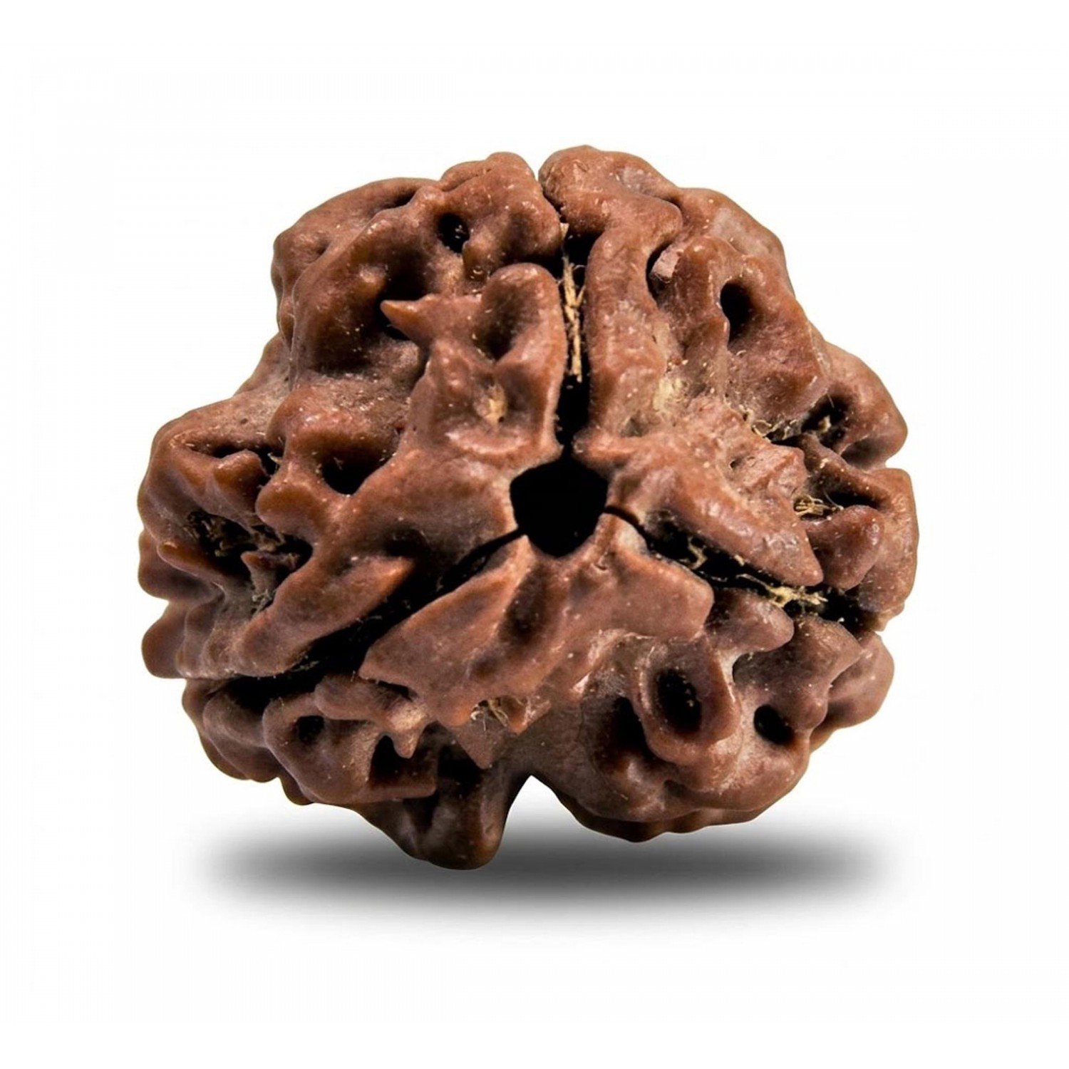 Natural 3 Mukhi Rudraksha  