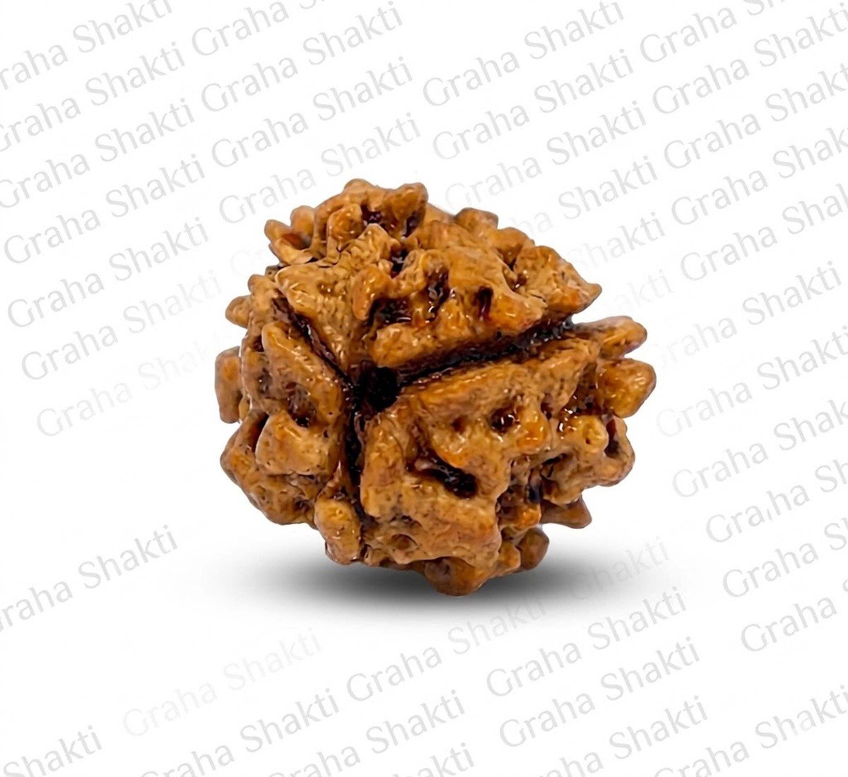 Natural 3 Mukhi Rudraksha  
