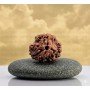 Natural 3 Mukhi Rudraksha  