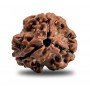 Natural 3 Mukhi Rudraksha  