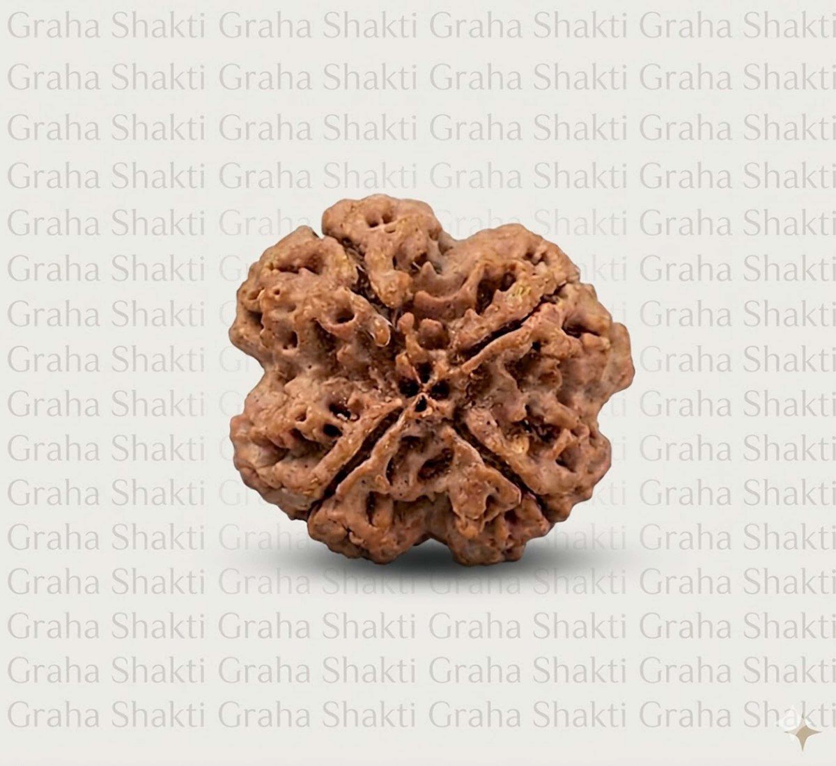 Natural 4 Mukhi Rudraksha (Nepali)
