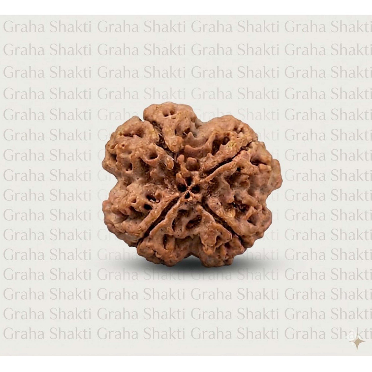 Natural 4 Mukhi Rudraksha (Nepali)