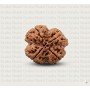 Natural 4 Mukhi Rudraksha (Nepali)