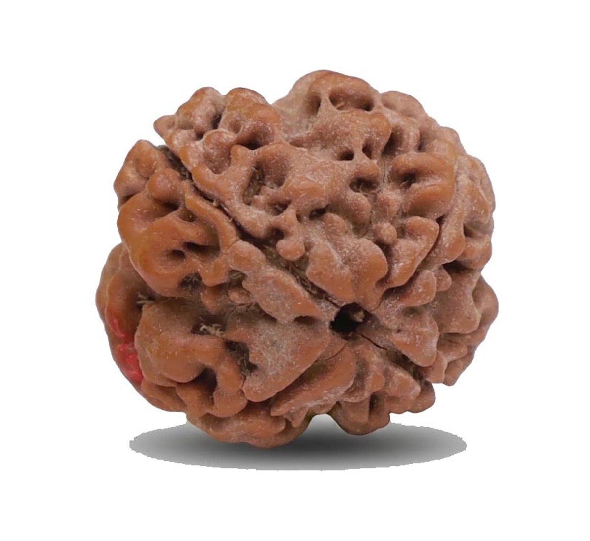 Natural 4 Mukhi Rudraksha (Nepali)