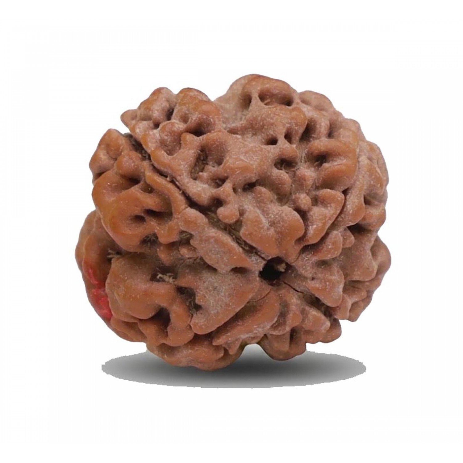 Natural 4 Mukhi Rudraksha (Nepali)