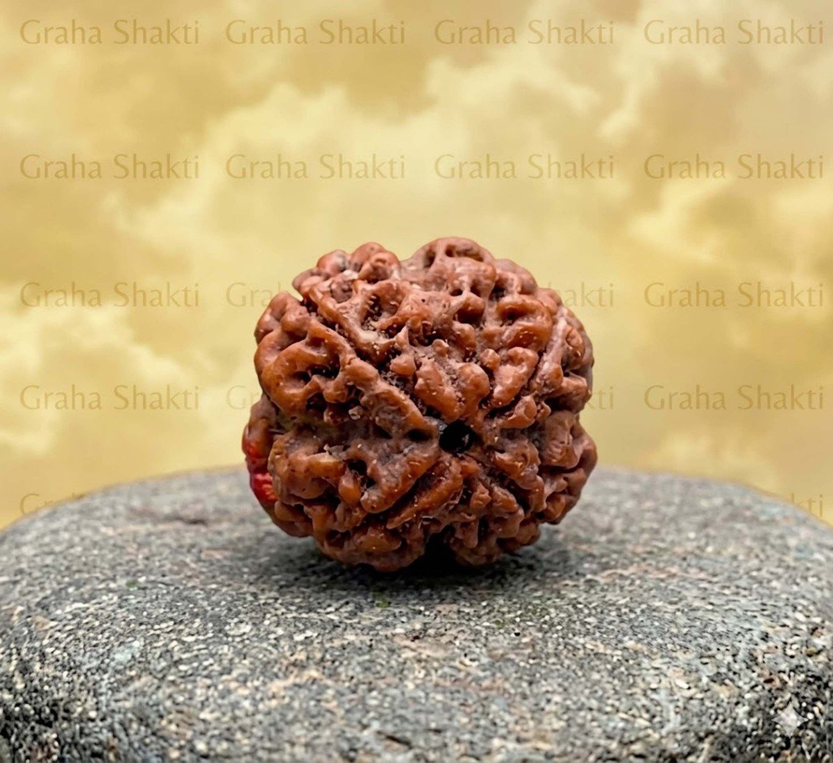 Natural 4 Mukhi Rudraksha (Nepali)