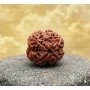Natural 4 Mukhi Rudraksha (Nepali)