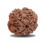 Natural 4 Mukhi Rudraksha (Nepali)