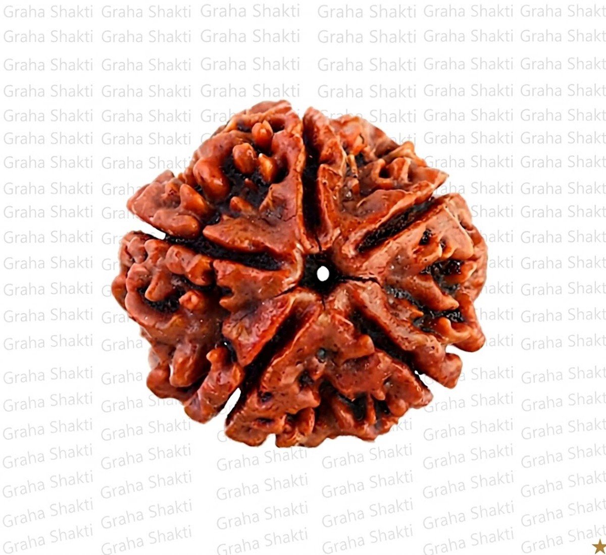 Natural 5 Mukhi Rudraksha (Nepali)
