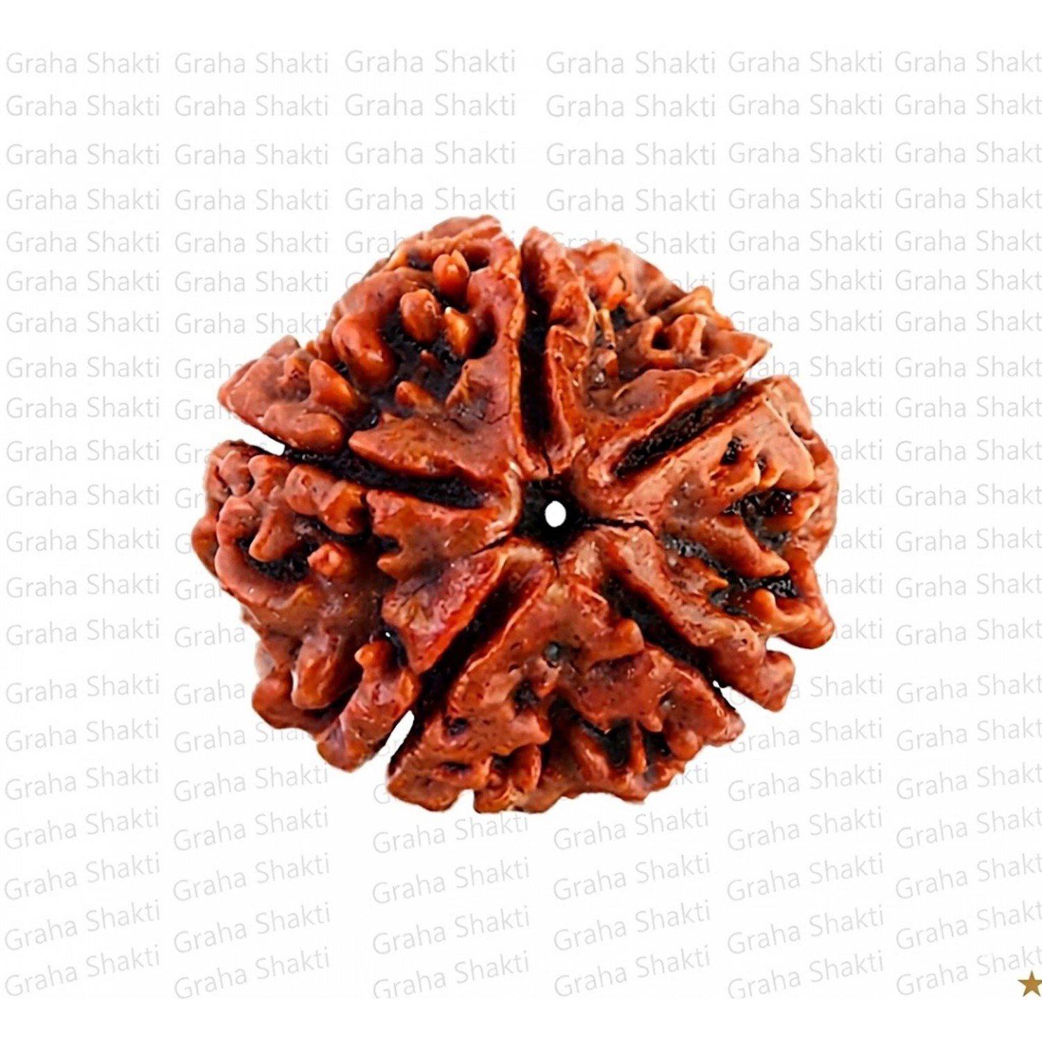 Natural 5 Mukhi Rudraksha (Nepali)