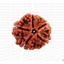 Natural 5 Mukhi Rudraksha (Nepali)