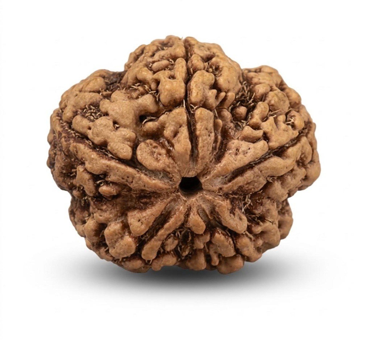 Natural 5 Mukhi Rudraksha (Nepali)