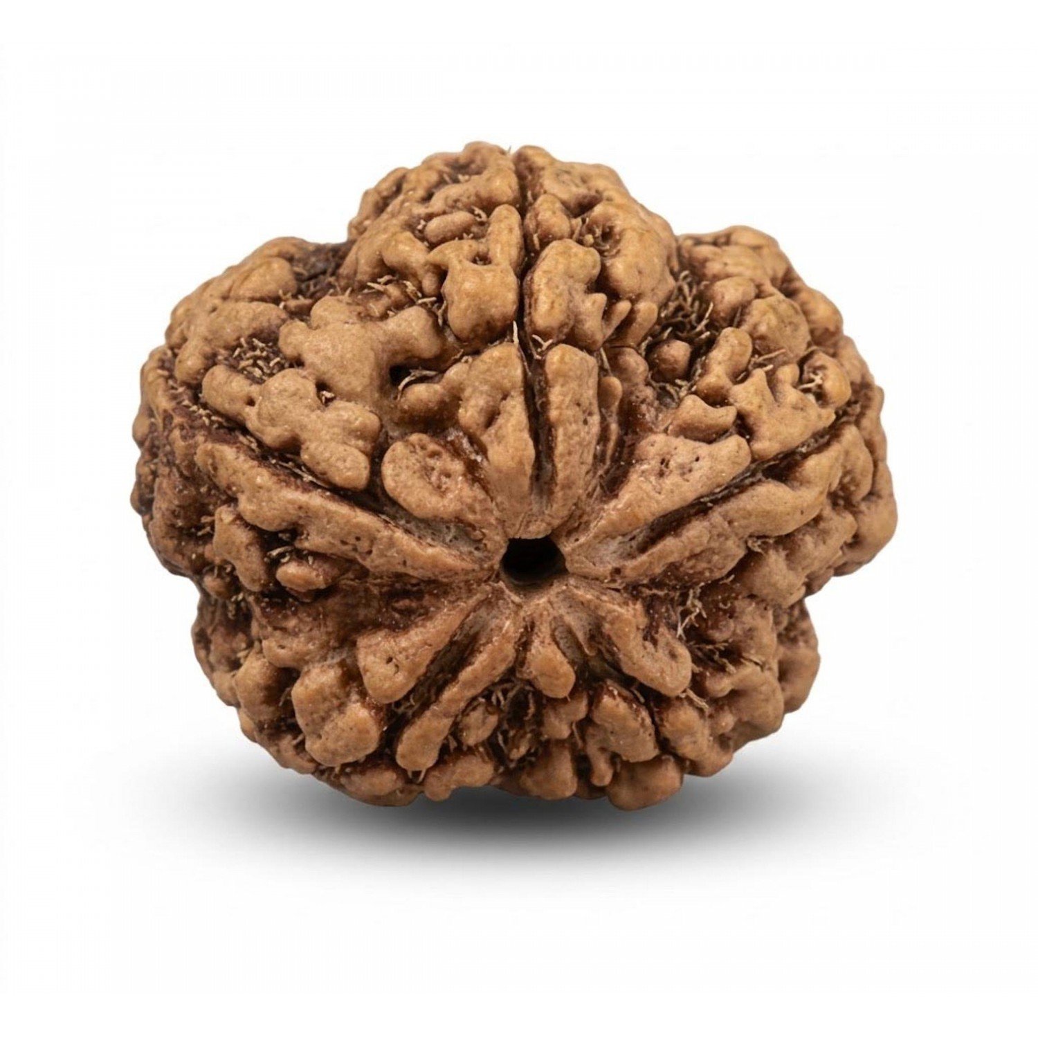 Natural 5 Mukhi Rudraksha (Nepali)