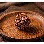 Natural 5 Mukhi Rudraksha (Nepali)