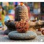 Natural 5 Mukhi Rudraksha (Nepali)