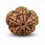 Natural 5 Mukhi Rudraksha (Nepali)