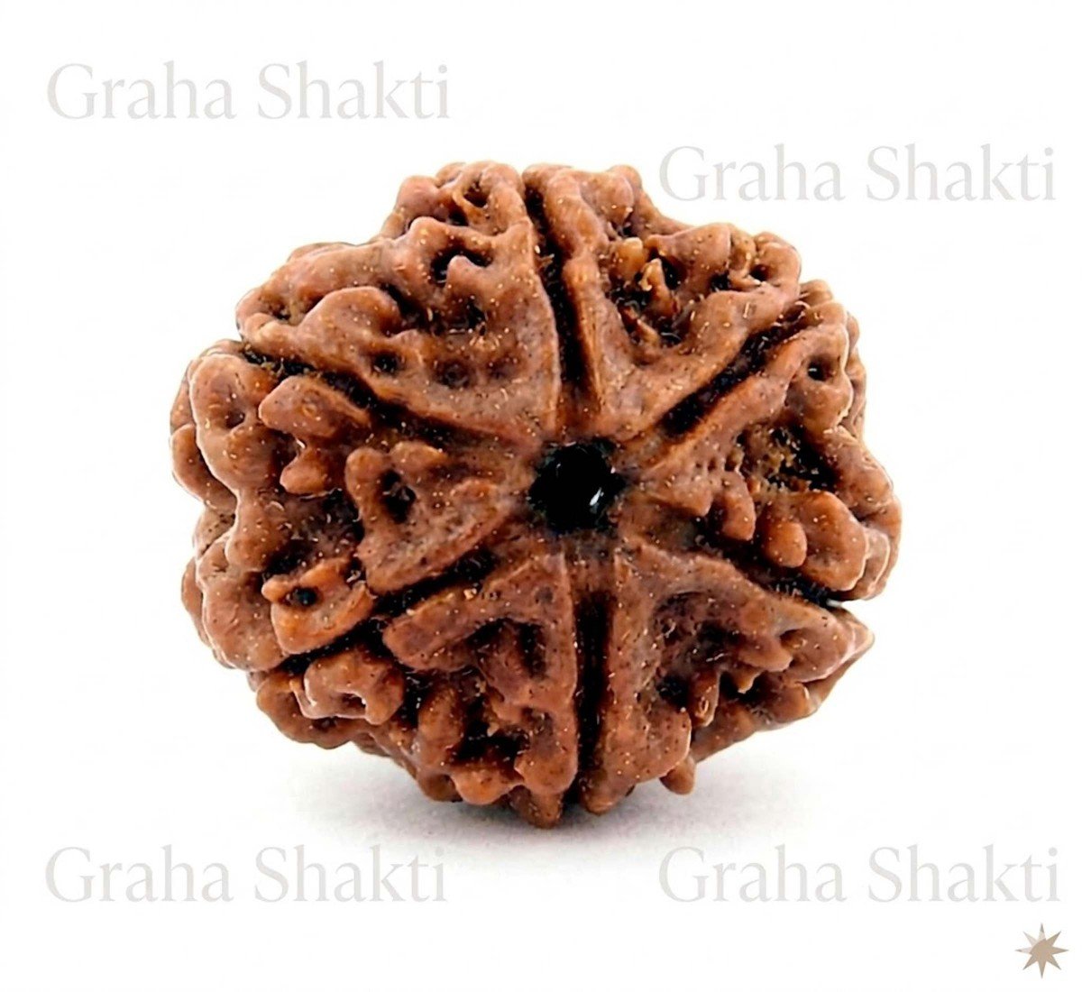 Natural 6 Mukhi Rudraksha (Nepali)